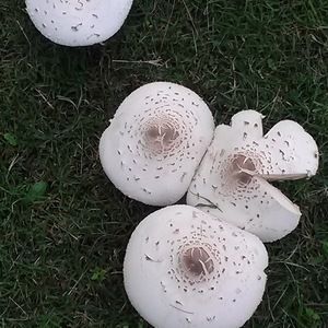 Meet your Posher, Carolyn